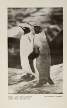 1926 - Riesen- oder Königspinguin / Eistaucher, Goldschopfpinguin - alter Druck